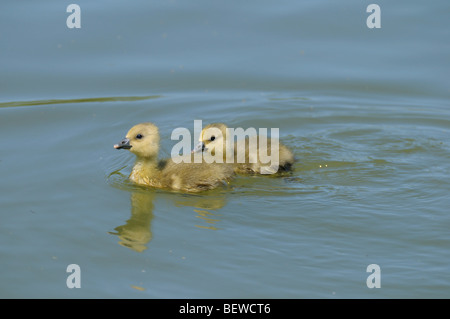 Oison sur l'eau, close-up Banque D'Images