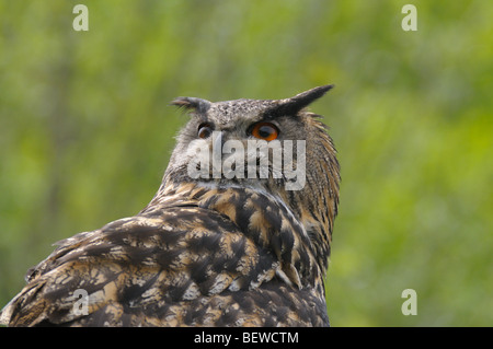 Eagle owl (Bubo bubo), close-up, low angle view Banque D'Images