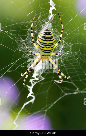 Spider Argiope bruennichi (WASP) assis sur le bénéfice net, close-up Banque D'Images