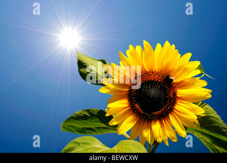 Fleurs de tournesol (Helianthus annuus) en face de ciel bleu avec aureola, en contre-jour photographie Banque D'Images