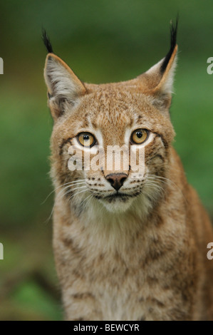 Le Lynx eurasien (Lynx lynx), forêt de Bavière, Allemagne, portrait Banque D'Images