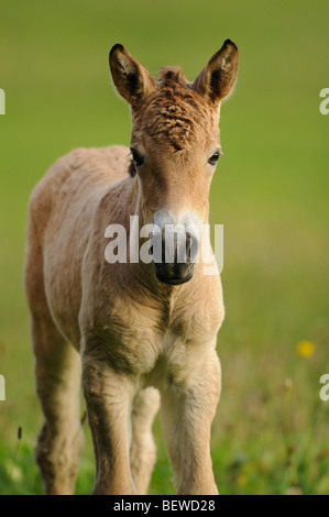 Cheval de Przewalski, Equus ferus przewalskii, portrait Banque D'Images