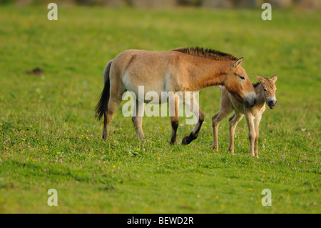 Cheval de Przewalski, Equus ferus przewalskii Banque D'Images