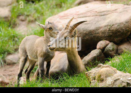 Jeune Bouquetin des Alpes (Capra ibex) avec l'animal mère Banque D'Images