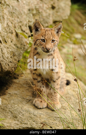Les jeunes lynx (Lynx lynx) sitting on rock, forêt de Bavière, Allemagne, vue avant Banque D'Images