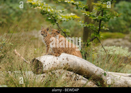 Les jeunes lynx (Lynx lynx) et mère animal sitting on tree trunk, forêt de Bavière, Allemagne Banque D'Images