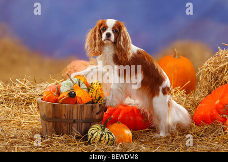 Cavalier King Charles Spaniel, Blenheim / paille, citrouilles, côté Banque D'Images