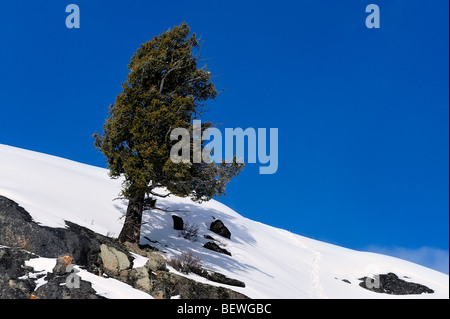 Les arbres et la neige fraîche dans la Lamar River Canyon, le Parc National de Yellowstone, Wyoming, USA Banque D'Images