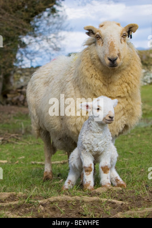 Welsh mountain ewe avec de l'agneau Banque D'Images