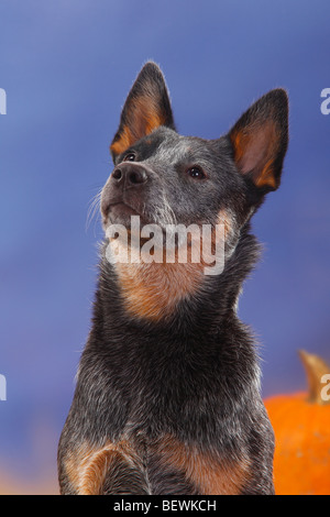 Australian Cattle Dog Banque D'Images