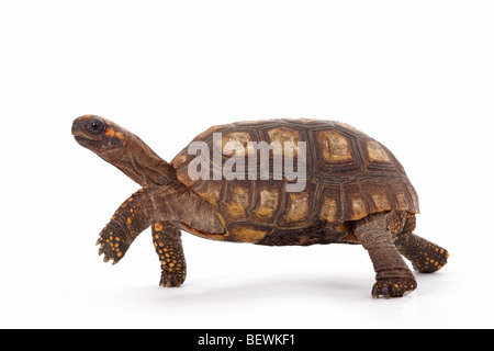 Studio photo d'une tortue à pattes jaunes Banque D'Images