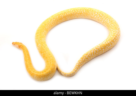 Studio photo d'un python birman albinos Banque D'Images