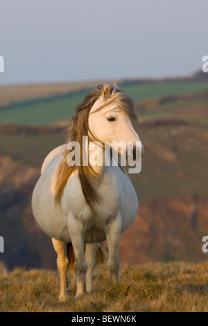 Welsh mountain pony in early morning light Banque D'Images