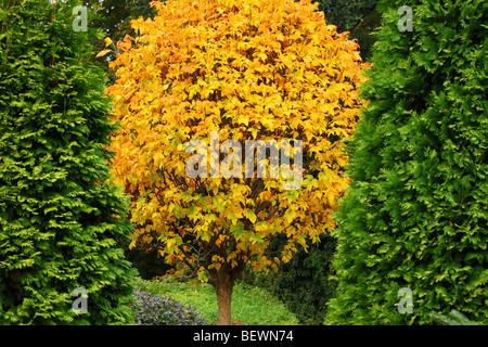 Frêne jaune les feuilles des arbres à l'automne Fraxinus pennsylvanica crispa Banque D'Images