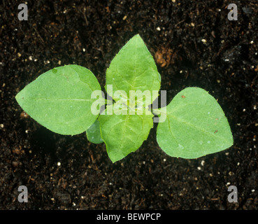 Galinsoga parviflora (Soldat Gallant) avec deux vraies feuilles Banque D'Images