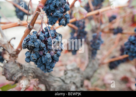 Un vignoble près de Teos en Turquie avec des raisins qui ont diminué jusqu'à la sécheresse. Banque D'Images