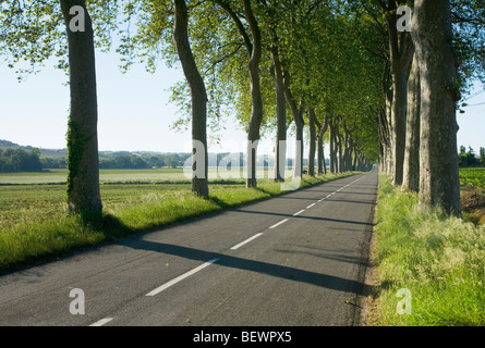 Allée d'arbres le long d'une route dans la France rurale. Languedoc-Rousillon. La France. Banque D'Images