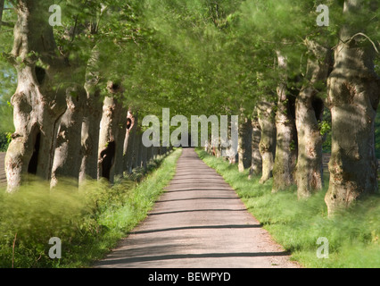 Allée d'arbres le long d'un chemin de campagne. Languedoc-Rousillon. La France. Banque D'Images