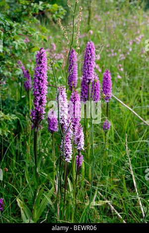 Dactylorhiza fuchsii - Common Spotted Orchid croissant sur les talus des routes dans l'ouest de l'Angleterre Banque D'Images