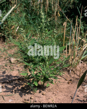 Graisse de floraison femelle (Chenopodium album) une usine de mauvaises herbes arables Banque D'Images