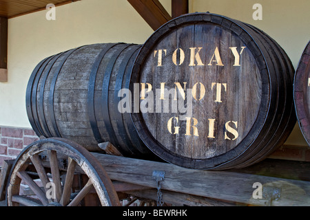 ALSACE TOKAY PINOT GRIS CANON traditionnel de dégustation de vin vieux chêne avec barils et Tokay Pinot Gris en Alsace typique producteur France Banque D'Images