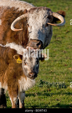 Vache Longhorn de lécher la tête de veau Banque D'Images