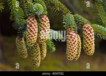 Les cônes, l'Épicéa de Sitka Picea sitchensis, Gwaii Haanas, Réserve de parc national, îles de la Reine-Charlotte, en Colombie-Britannique, Canada Banque D'Images