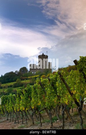 Le Château de Kaysersberg ALSACE VIGNOBLE Grand Cru Schlossberg et vignes Alsace France Banque D'Images