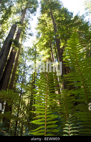 Une vue de séquoias et de fougères dans Prairie Creek Redwoods State Park, Californie. Banque D'Images