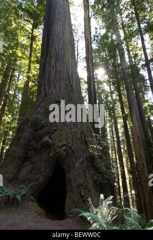 Un arbre creux dans un bois rouge arbre. Banque D'Images