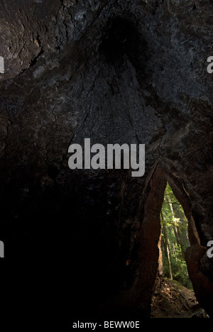 Un arbre creux dans un bois rouge arbre. Banque D'Images