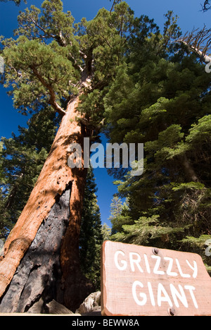 Le géant 'Grizzly' dans le Mariposa Grove de Yosemite National Park, en Californie. Banque D'Images