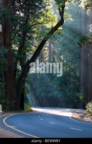 La route à travers la vallée de Yosemite National Park, en Californie. Banque D'Images