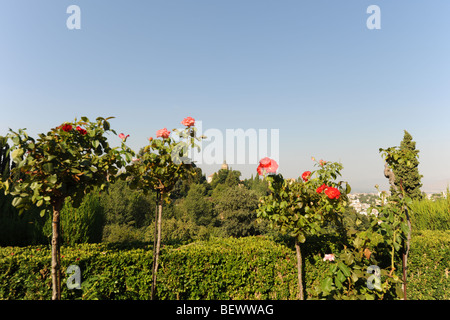 Vue des jardins du Generalife vers clocher d'église dans le complexe de l'Alhambra, Granada, Andalousie, Espagne Banque D'Images