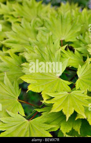 Acer shirasawanum 'aureum' feuillage nouveau AGA - syn Acer japonicum 'aureum' Banque D'Images