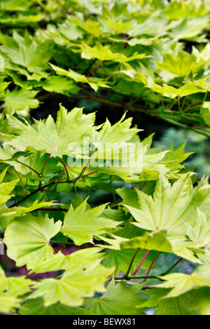 Acer shirasawanum 'aureum' feuillage nouveau AGA - syn Acer japonicum 'aureum' Banque D'Images