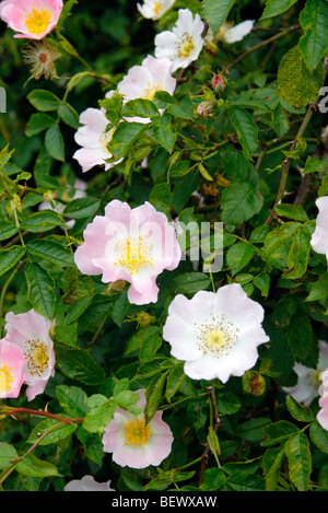 Rosa Canina - l'état sauvage ou Dog Rose Banque D'Images