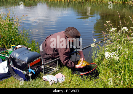 La capture dans le Grand Ouest de la tanche, Canal Mid Devon Banque D'Images