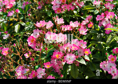 Rosa 'Ballerina' Rose Musquée hybride de l'AGA Banque D'Images