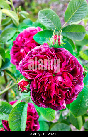 Rosa 'Charles de Mills' AGM Gallica Rose Banque D'Images