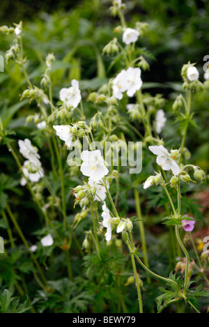 Geranium pratense 'Album' Banque D'Images