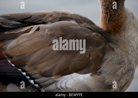 Egyptian goose sur la Tamise près de Henley dans l'Oxfordshire Banque D'Images