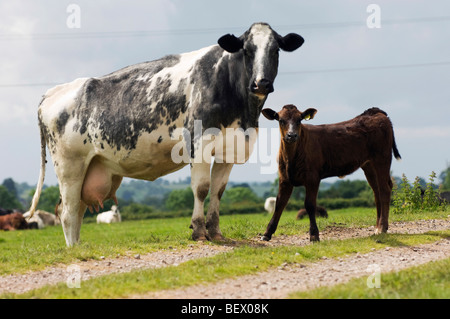 Une vache laitière noire et blanche, probablement un Holstein-Friesian, se tient debout avec son veau sur une piste dans un champ près d'Awre, forêt de Dean, Gloucestershire, Angleterre. Banque D'Images