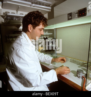 Royaume-uni, Angleterre, Londres, les jardins de Kew scientist Tim Wilkinson, travaillant dans l'unité de la micropropagation Banque D'Images