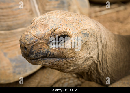 Close-up de tortues géantes à la Vanille Crocodile Park, Ile Maurice Banque D'Images