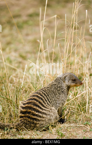 Mongoose bagués - Masai Mara National Reserve, Kenya Banque D'Images