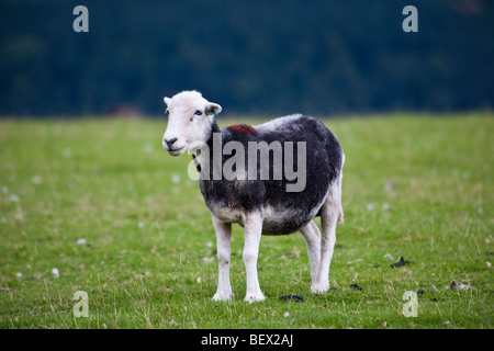 Moutons dans le Lake District Banque D'Images