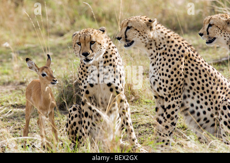 Cheetah avec bébé impala - Masai Mara National Reserve, Kenya Banque D'Images