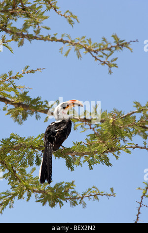 Von der Decken's Hornbill - Ranch El Karama, région de Laikipia, Kenya Banque D'Images