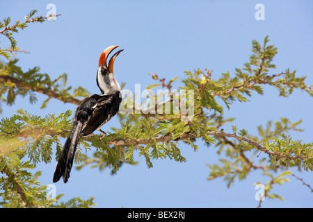 Von der Decken's Hornbill - Ranch El Karama, région de Laikipia, Kenya Banque D'Images